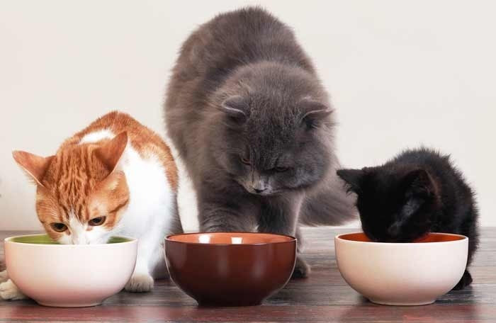 Alimento Para Gato Pollo/arroz 11 Kg Kirkland Signature