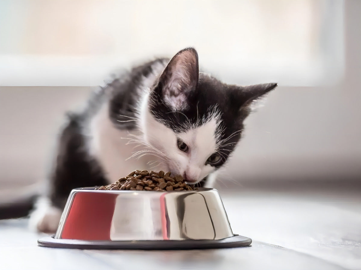 Alimento Para Gato Pollo/arroz 11 Kg Kirkland Signature